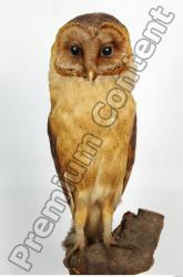 Whole Body Owl